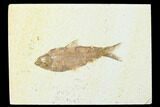 Fossil Fish (Knightia) - Wyoming #143454-1